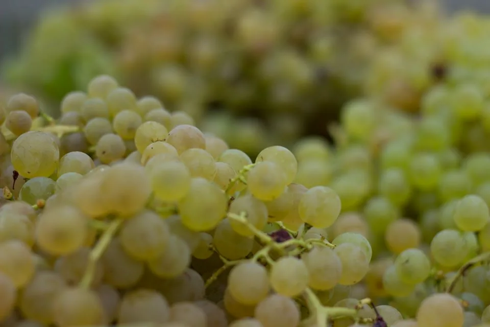 Uva Albana