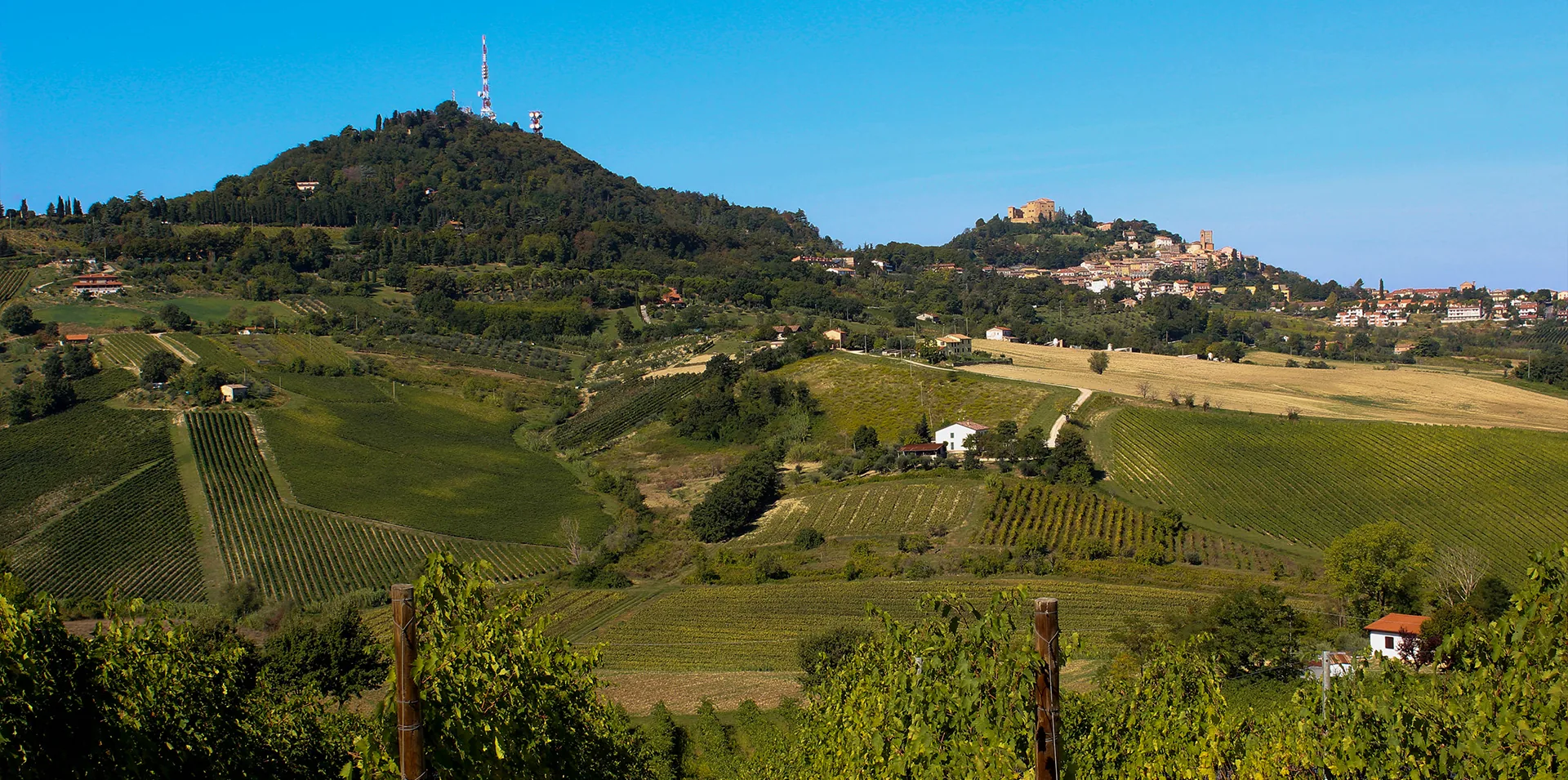 Le colline di Bertinoro viste dai vigneti della Tenuta La Viola