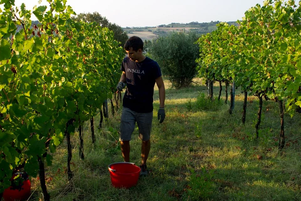 Emilio durante la vendemmia