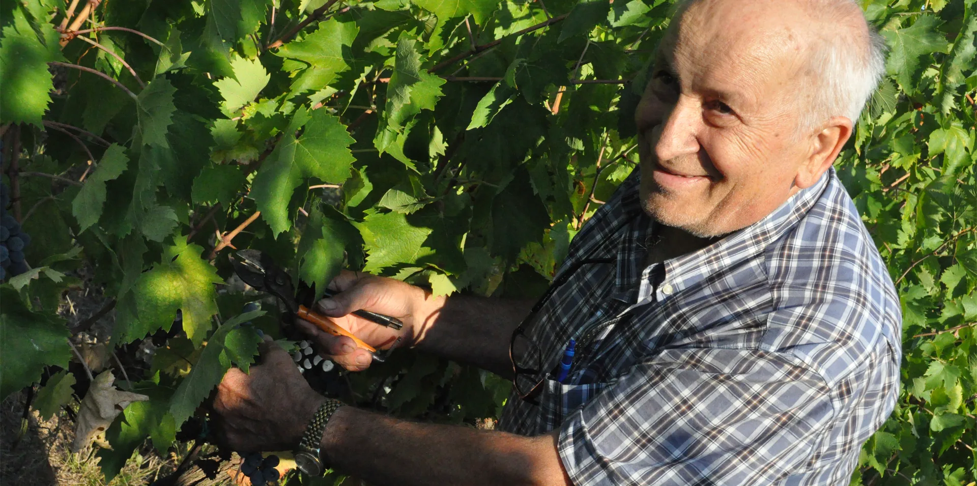 In vigna, tra le viti di Sangiovese