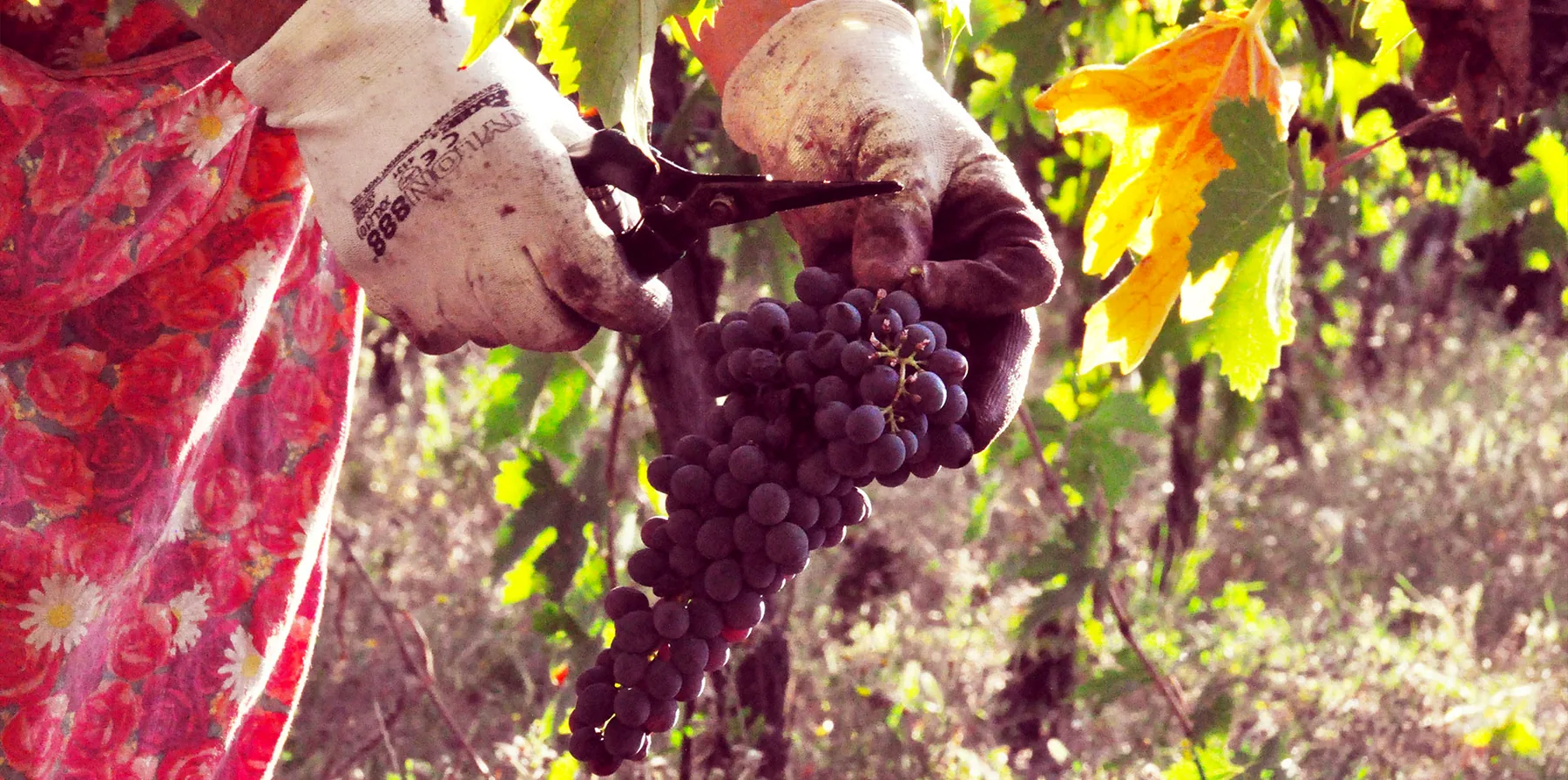 Le mani di chi vendemmia, piene di uva