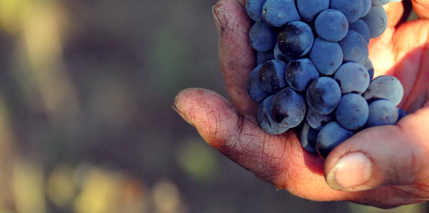 Un grappolo di Sangiovese appena raccolto