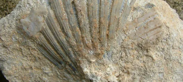 Una conchiglia fossile nello Spungone