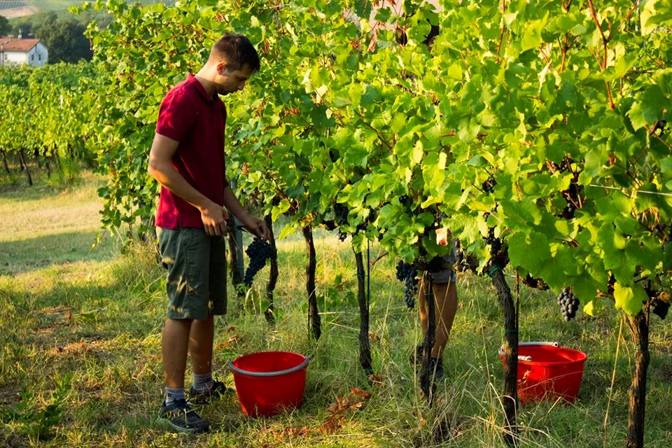 La vendemmia a mano