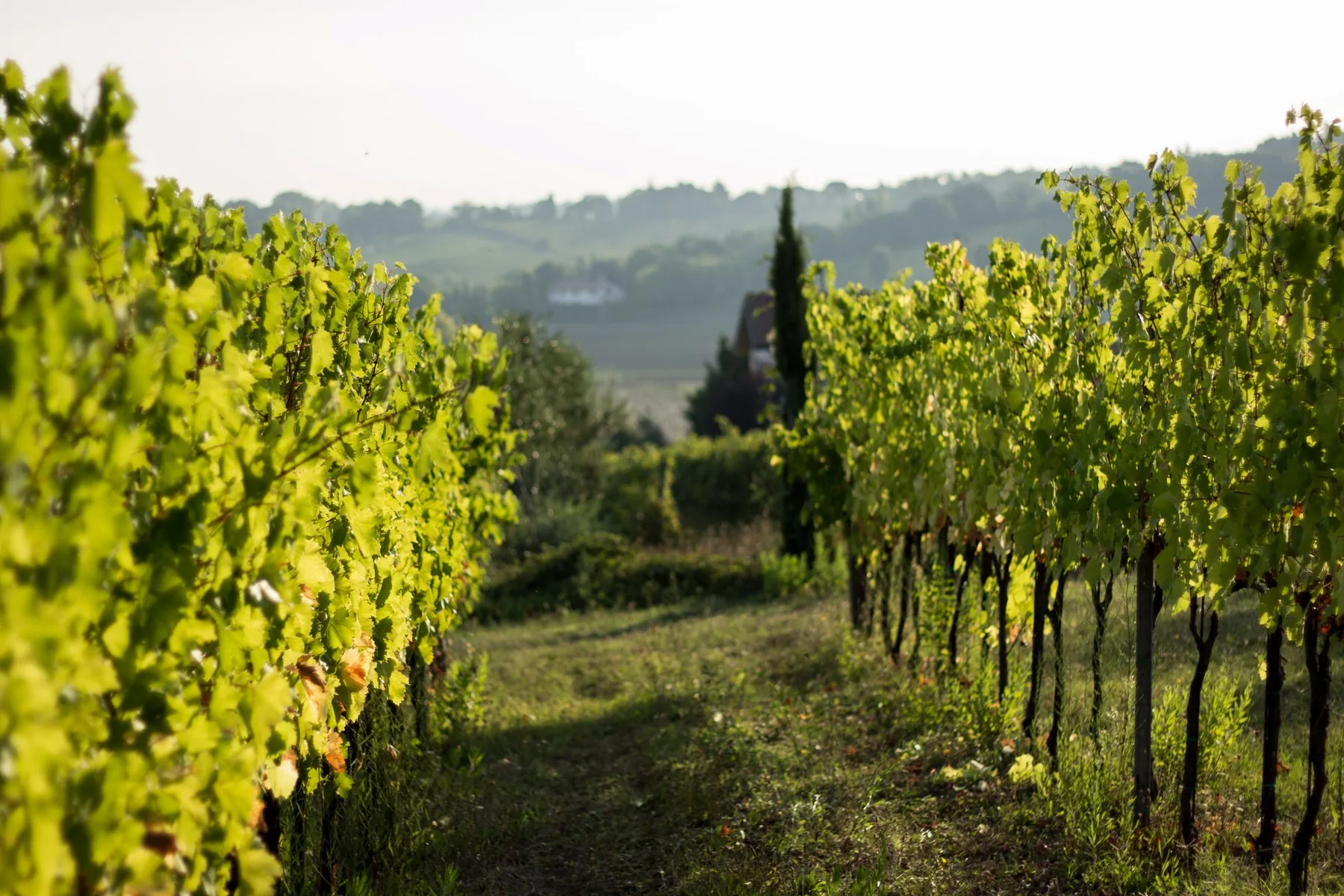 I filari della Tenuta La Viola