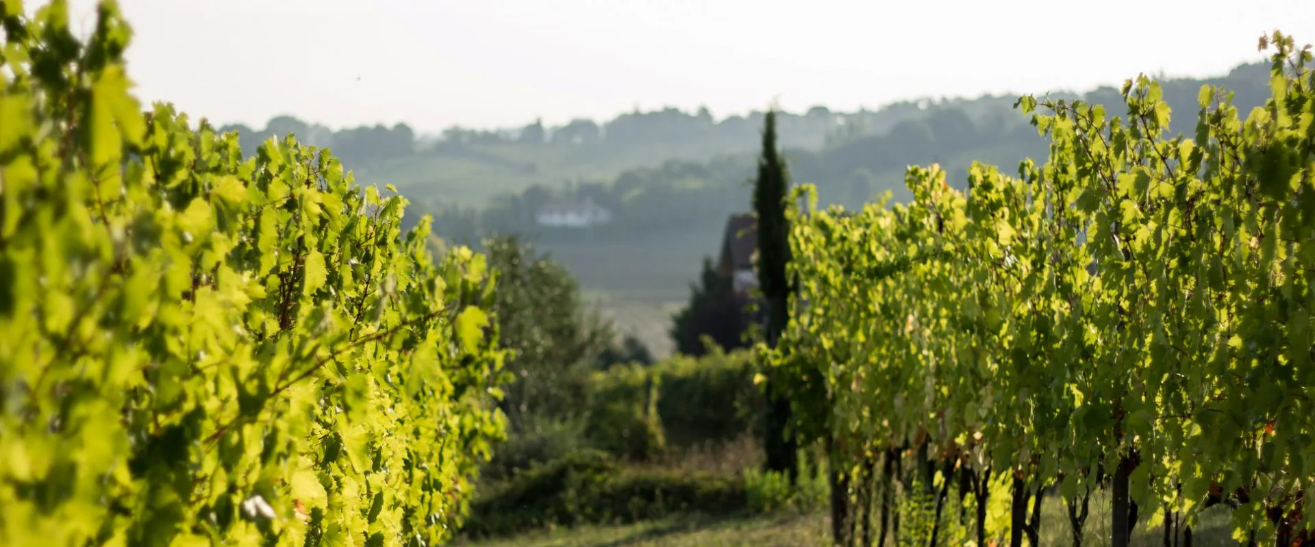 I vigneti della Tenuta La Viola